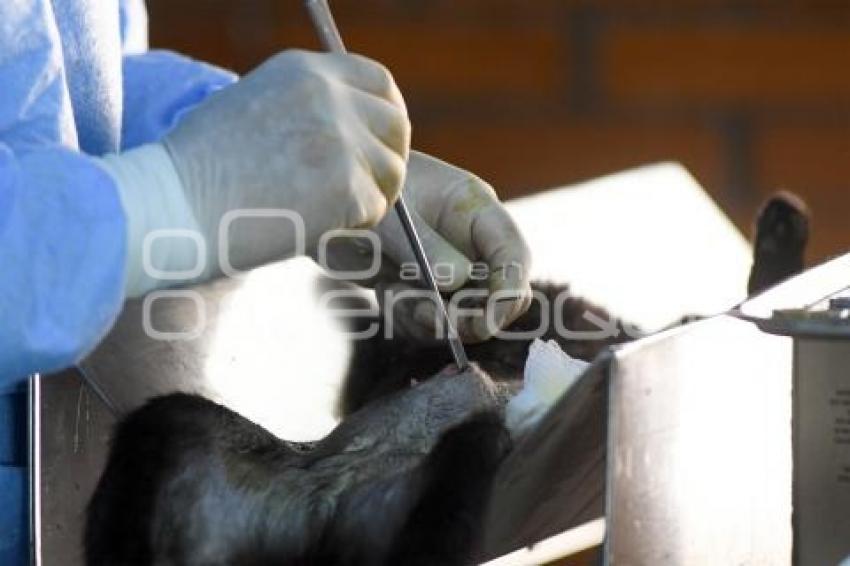 TLAXCALA . ESTERILIZACIÓN MASCOTAS