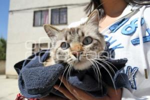 TLAXCALA . ESTERILIZACIÓN MASCOTAS