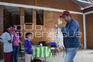 TLAXCALA . ESTERILIZACIÓN MASCOTAS