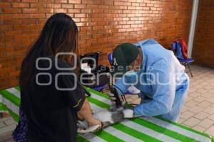 TLAXCALA . ESTERILIZACIÓN MASCOTAS