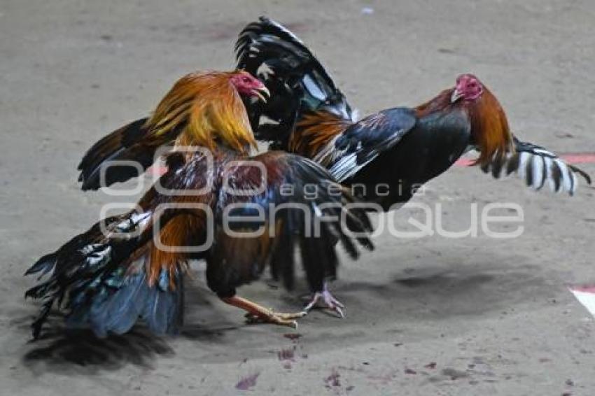 TLAXCALA . PELEAS DE GALLO