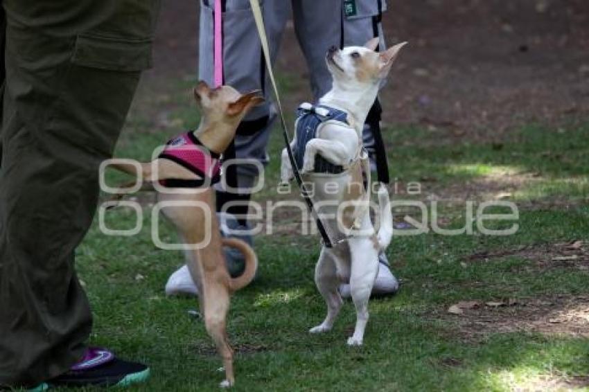 PERRO GATO FEST