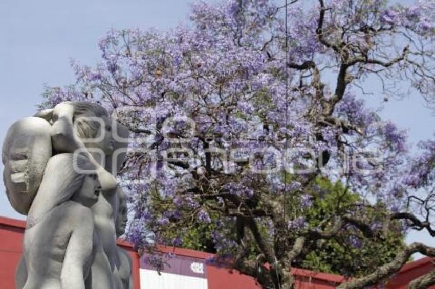 JACARANDAS