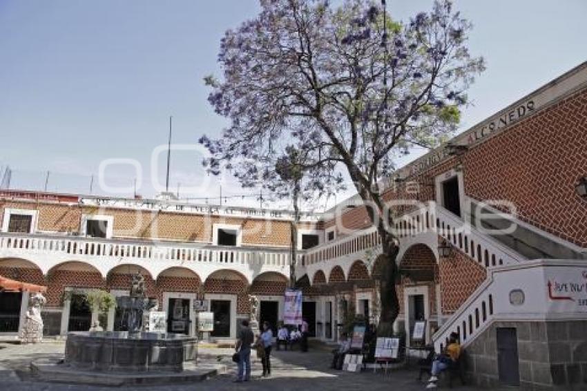 JACARANDAS