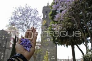 JACARANDAS