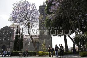 JACARANDAS