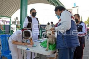 TLAXCALA . VACUNACIÓN ANTIRRÁBICA