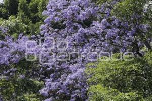 JACARANDAS