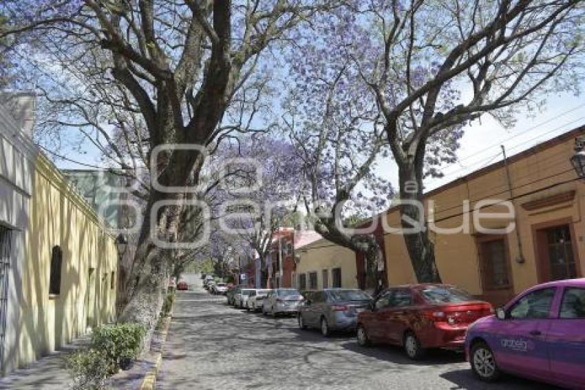 TLAXCALA . JACARANDAS