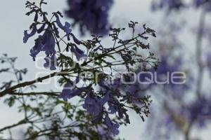 TLAXCALA . JACARANDAS