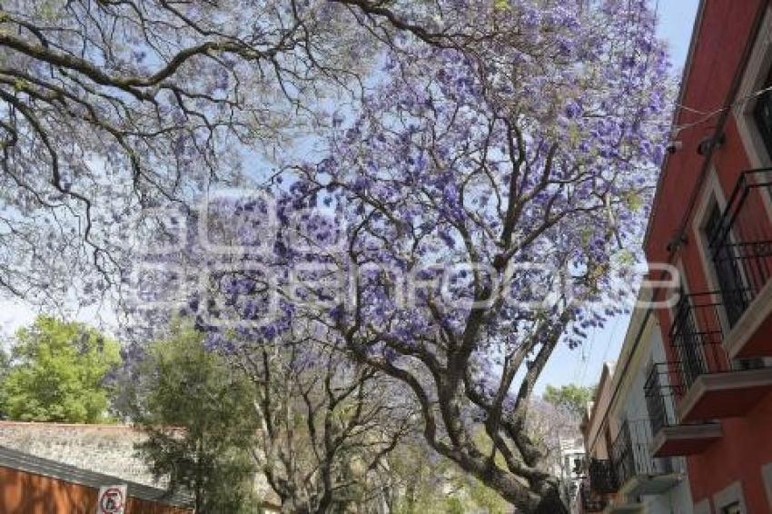 TLAXCALA . JACARANDAS