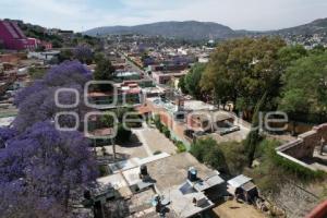 TLAXCALA . JACARANDAS