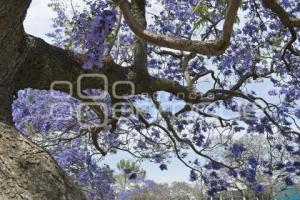 TLAXCALA . JACARANDAS