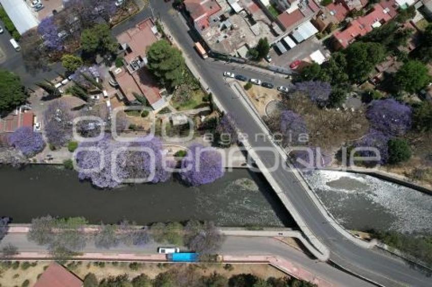 TLAXCALA . JACARANDAS