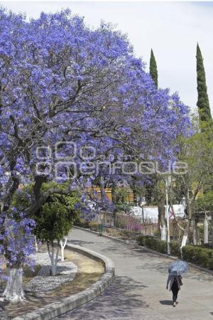 TLAXCALA . JACARANDAS