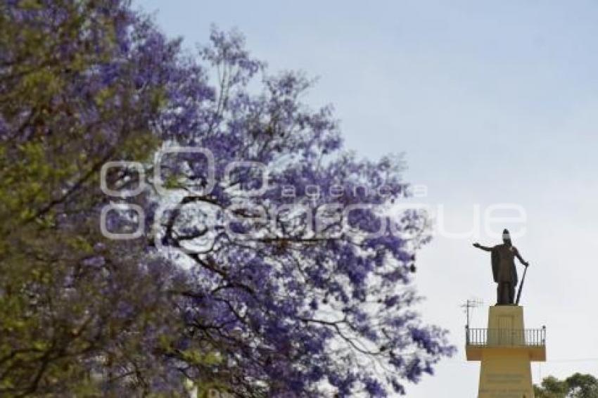 TLAXCALA . JACARANDAS