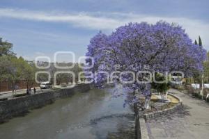 TLAXCALA . JACARANDAS