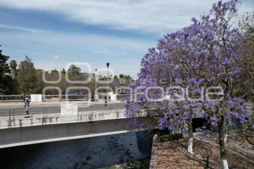 TLAXCALA . JACARANDAS