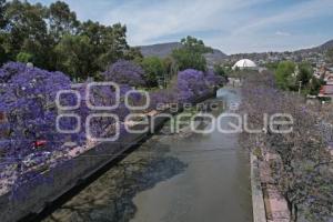 TLAXCALA . JACARANDAS