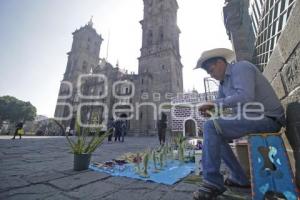 DOMINGO DE RAMOS . PALMAS