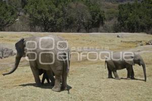 AUTO ART . AFRICAM SAFARI