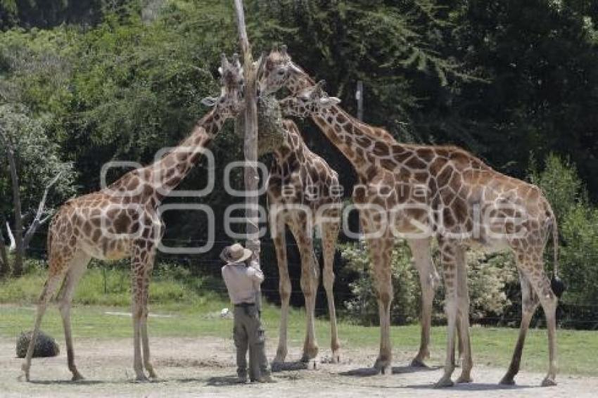 AUTO ART . AFRICAM SAFARI