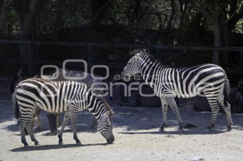 AUTO ART . AFRICAM SAFARI