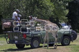 AUTO ART . AFRICAM SAFARI