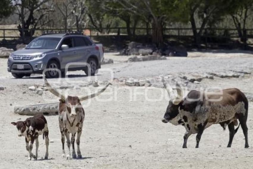 AUTO ART . AFRICAM SAFARI