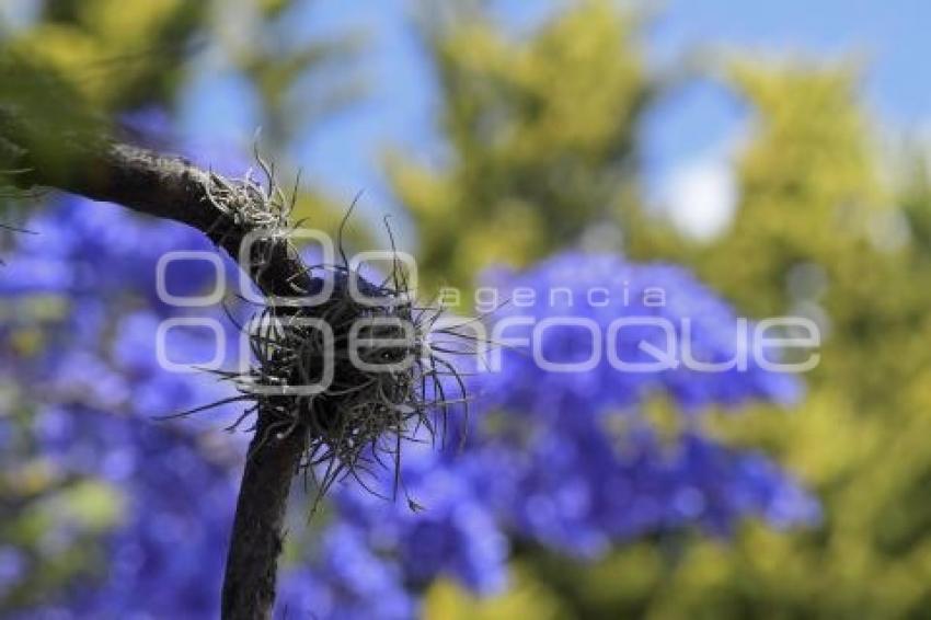 TLAXCALA . PLAGA JACARANDAS