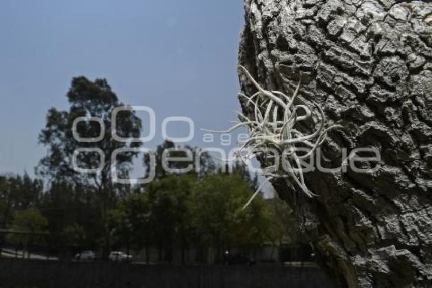 TLAXCALA . PLAGA JACARANDAS