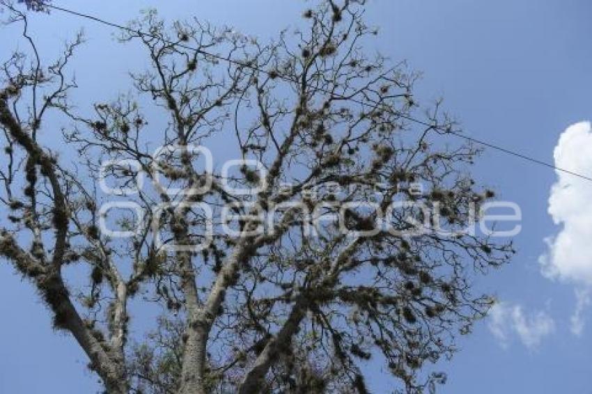 TLAXCALA . PLAGA JACARANDAS