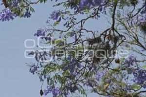 TLAXCALA . PLAGA JACARANDAS