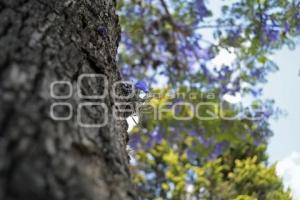 TLAXCALA . PLAGA JACARANDAS