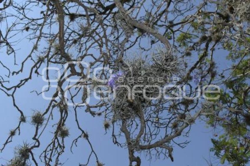 TLAXCALA . PLAGA JACARANDAS