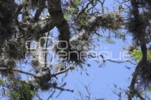 TLAXCALA . PLAGA JACARANDAS