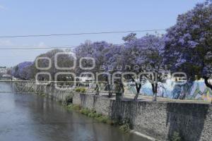 TLAXCALA . PLAGA JACARANDAS