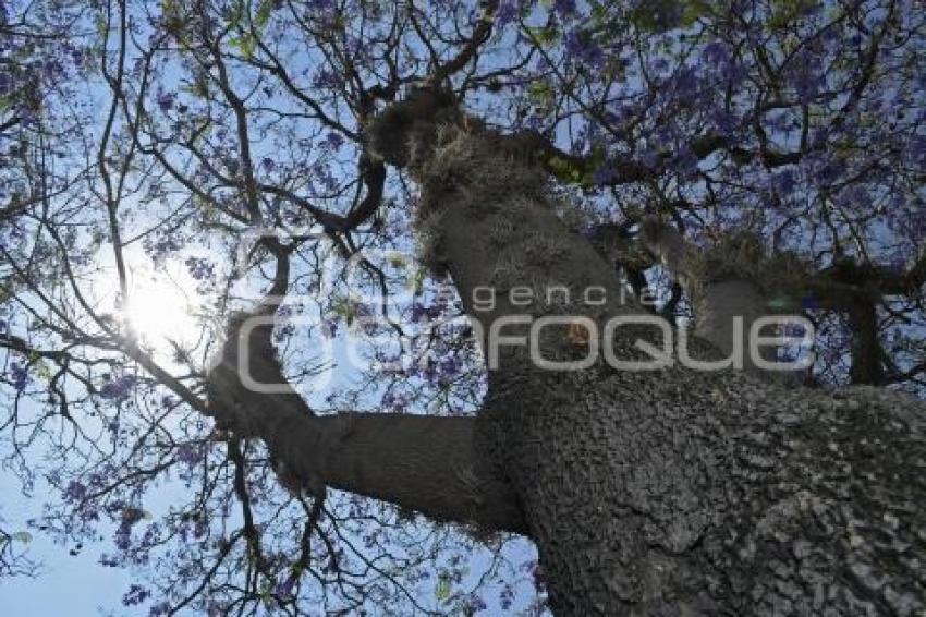 TLAXCALA . PLAGA JACARANDAS