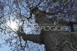 TLAXCALA . PLAGA JACARANDAS