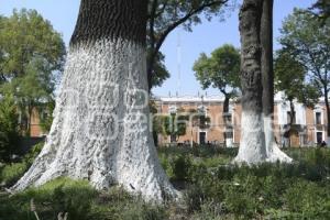 TLAXCALA . MANTENIMIENTO ÁRBOLES