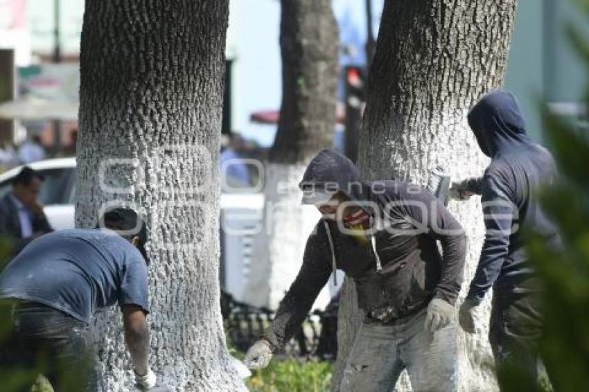 TLAXCALA . MANTENIMIENTO ÁRBOLES