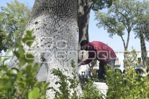 TLAXCALA . MANTENIMIENTO ÁRBOLES