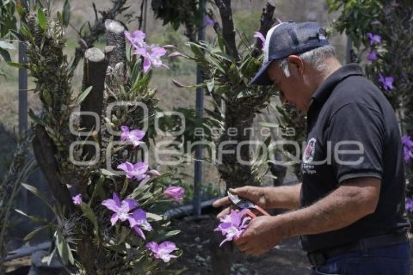 TLAXCALA . ORQUÍDEAS