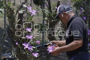 TLAXCALA . ORQUÍDEAS