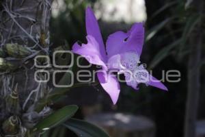 TLAXCALA . ORQUÍDEAS