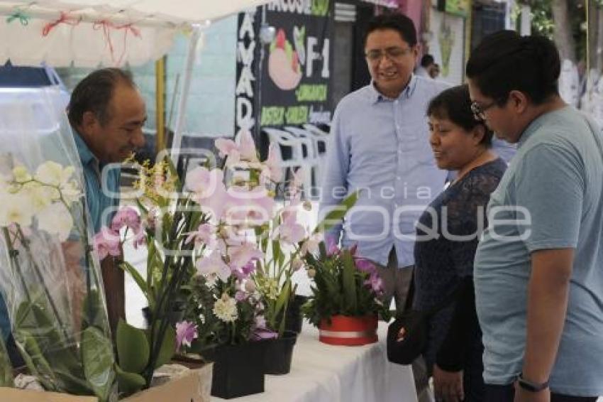 TLAXCALA . ORQUÍDEAS