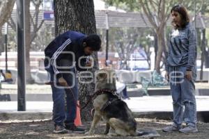 ADIESTRAMIENTO CANINO