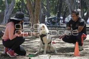 ADIESTRAMIENTO CANINO