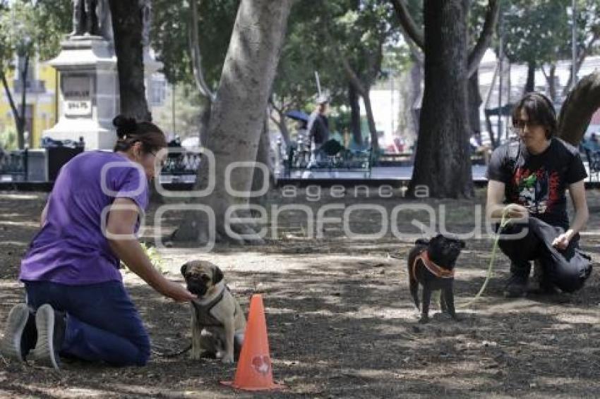 ADIESTRAMIENTO CANINO