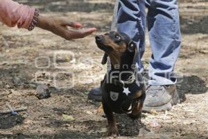 ADIESTRAMIENTO CANINO